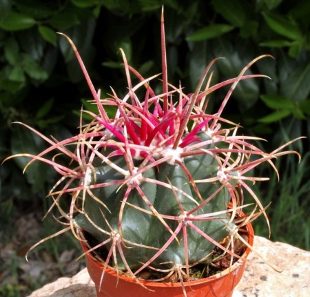 Ferocactus acanthodes